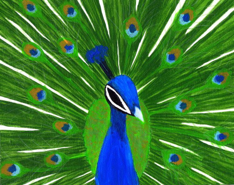 peacock, Bird, Colorful,  23 HD Wallpaper Desktop Background