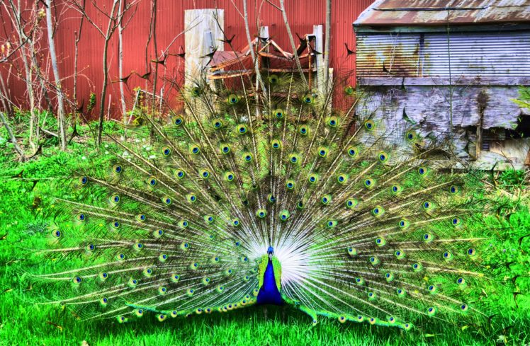 peacock, Bird, Colorful,  19 HD Wallpaper Desktop Background