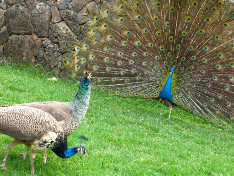 peacock, Bird, Colorful,  26 HD Wallpaper Desktop Background