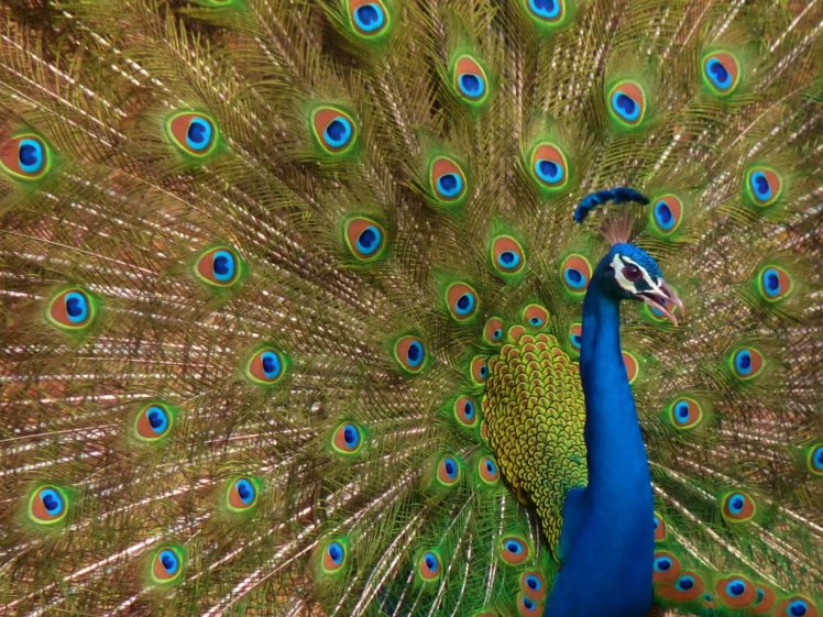 peacock, Bird, Colorful,  29 HD Wallpaper Desktop Background