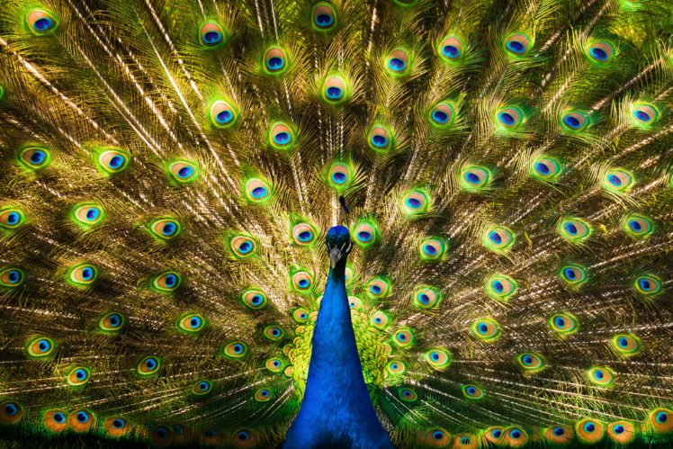 peacock, Bird, Colorful,  27 HD Wallpaper Desktop Background