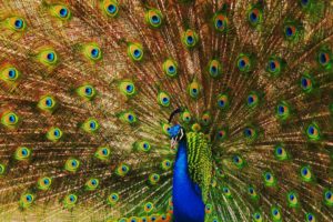 peacock, Bird, Colorful,  32