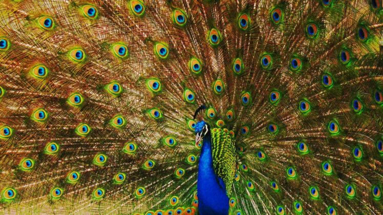 peacock, Bird, Colorful,  32 HD Wallpaper Desktop Background