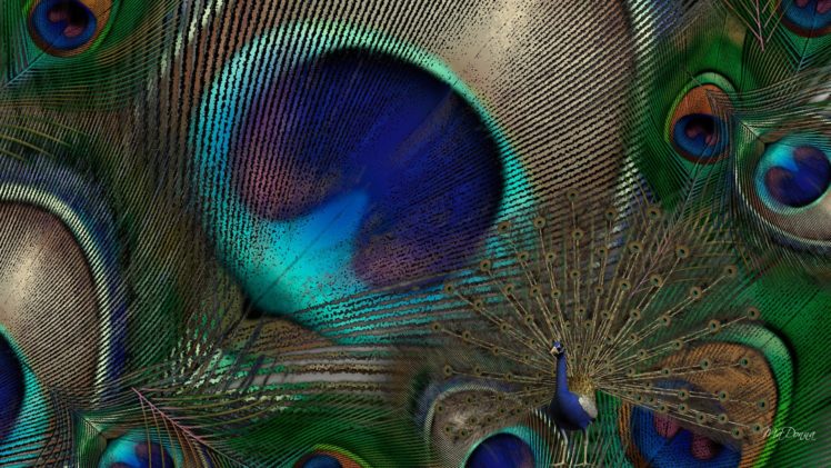 peacock, Bird, Colorful,  33 HD Wallpaper Desktop Background