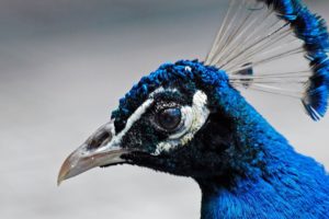 peacock, Bird, Colorful,  35