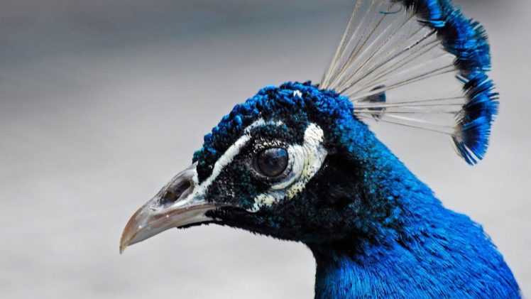 peacock, Bird, Colorful,  35 HD Wallpaper Desktop Background