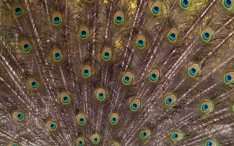 peacock, Bird, Colorful,  38 HD Wallpaper Desktop Background