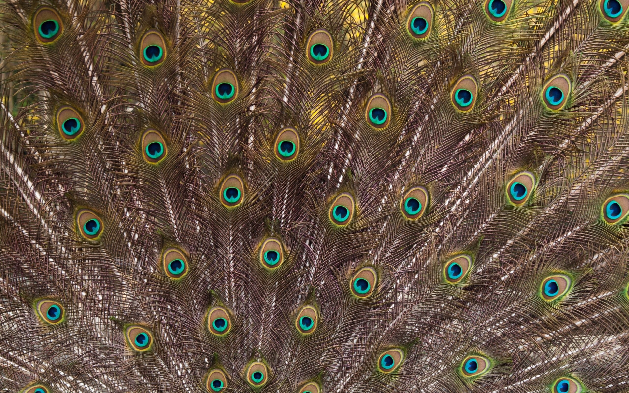 peacock, Bird, Colorful,  38 Wallpaper