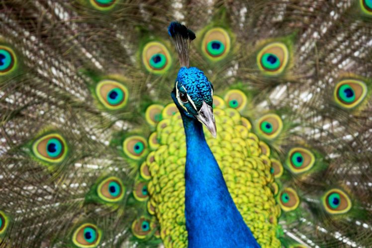 peacock, Bird, Colorful,  43 HD Wallpaper Desktop Background