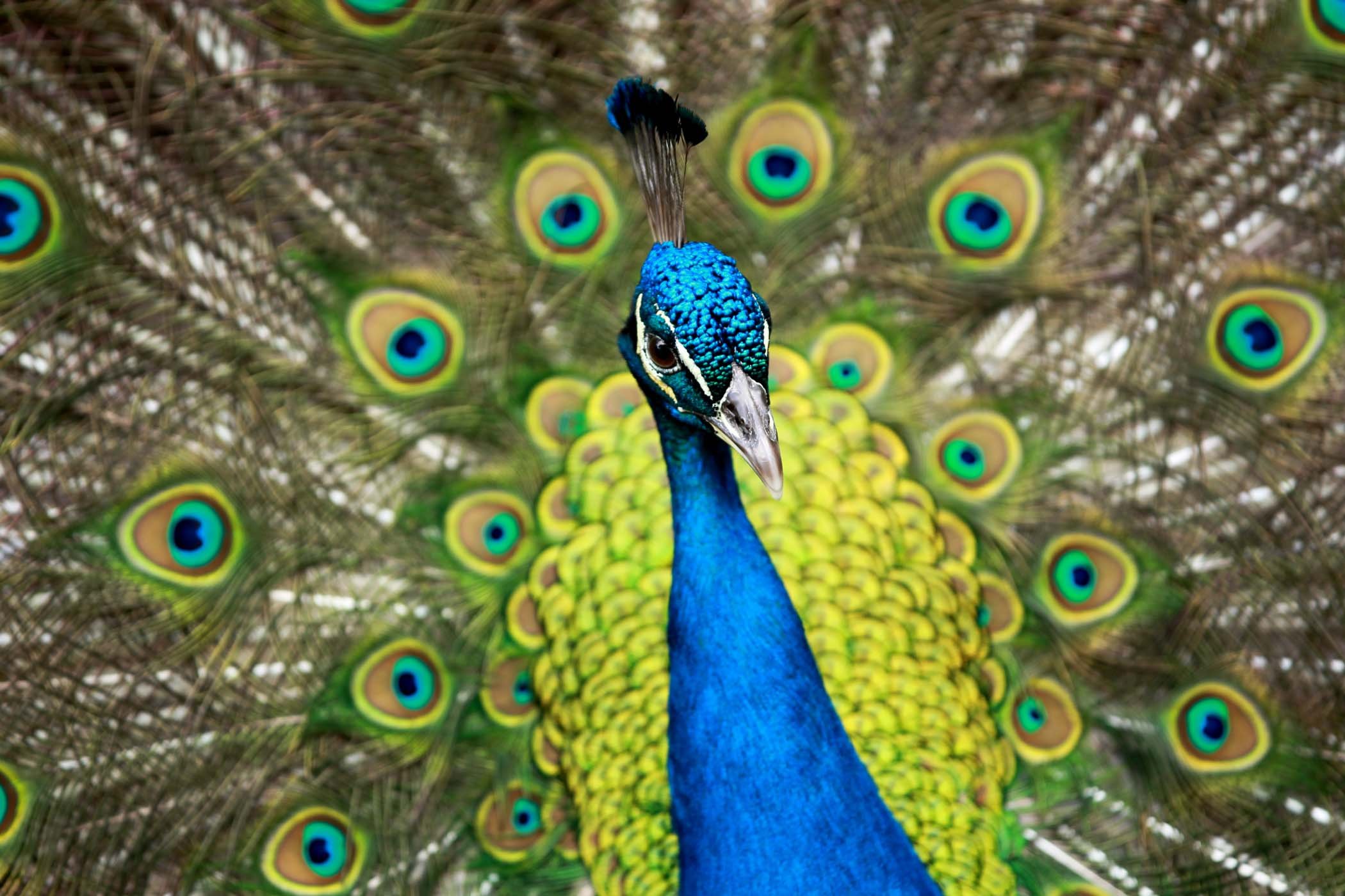 peacock, Bird, Colorful,  43 Wallpaper