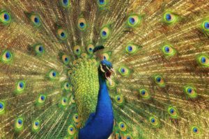 peacock, Bird, Colorful,  44