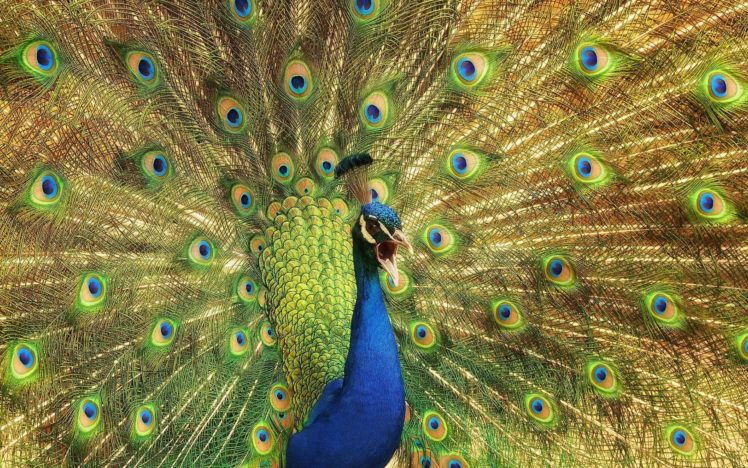 peacock, Bird, Colorful,  44 HD Wallpaper Desktop Background