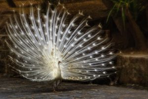 peacock, Bird, Colorful,  49