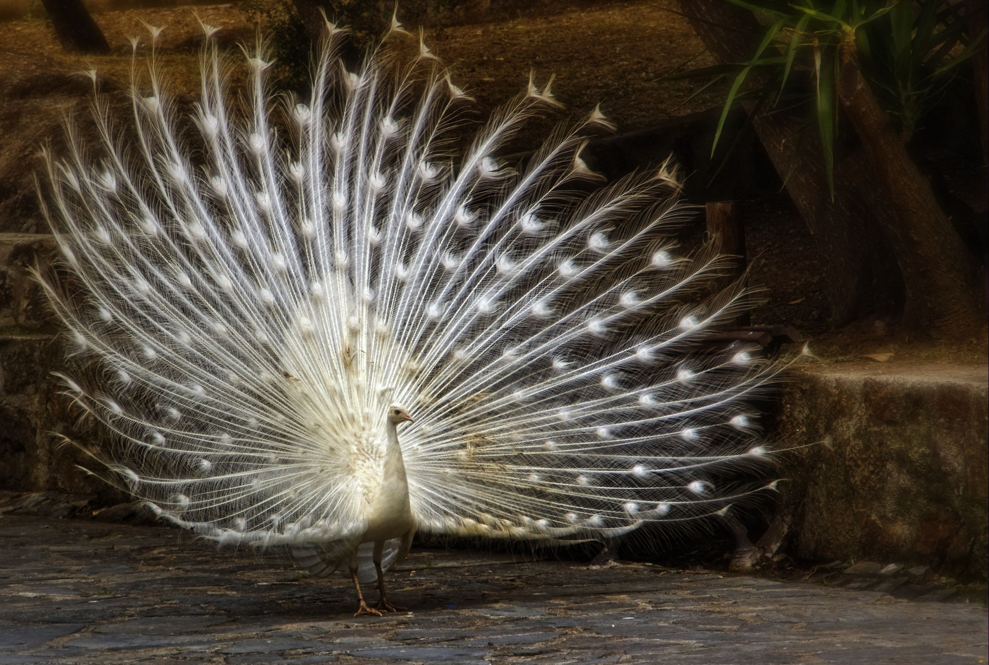 peacock, Bird, Colorful,  49 Wallpaper