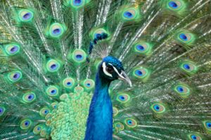 peacock, Bird, Colorful,  53