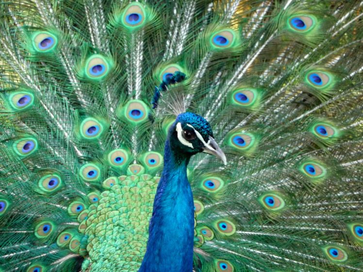 peacock, Bird, Colorful,  53 HD Wallpaper Desktop Background