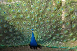 peacock, Bird, Colorful,  59