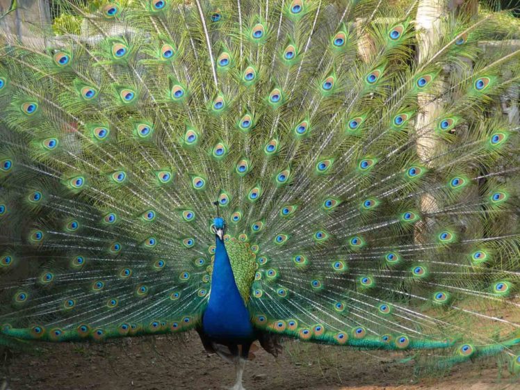 peacock, Bird, Colorful,  59 HD Wallpaper Desktop Background