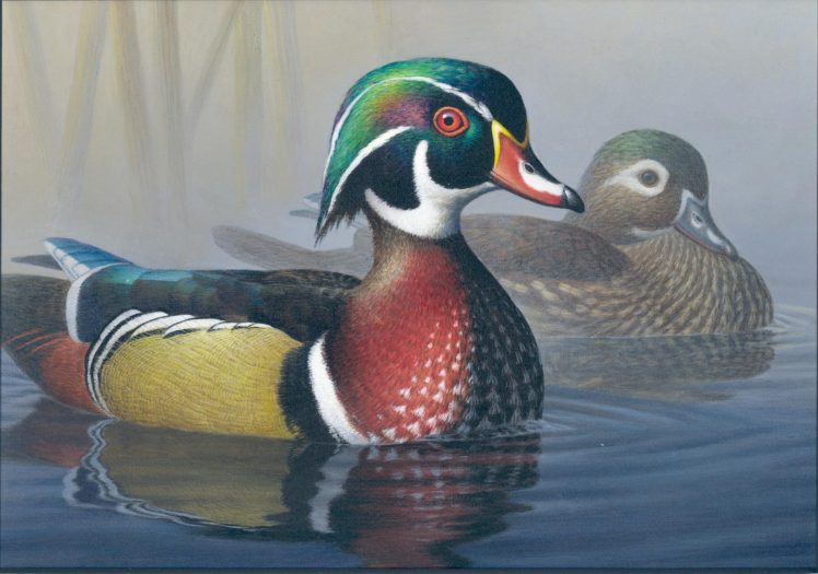 wood, Duck, Bird, Ducks,  1 HD Wallpaper Desktop Background