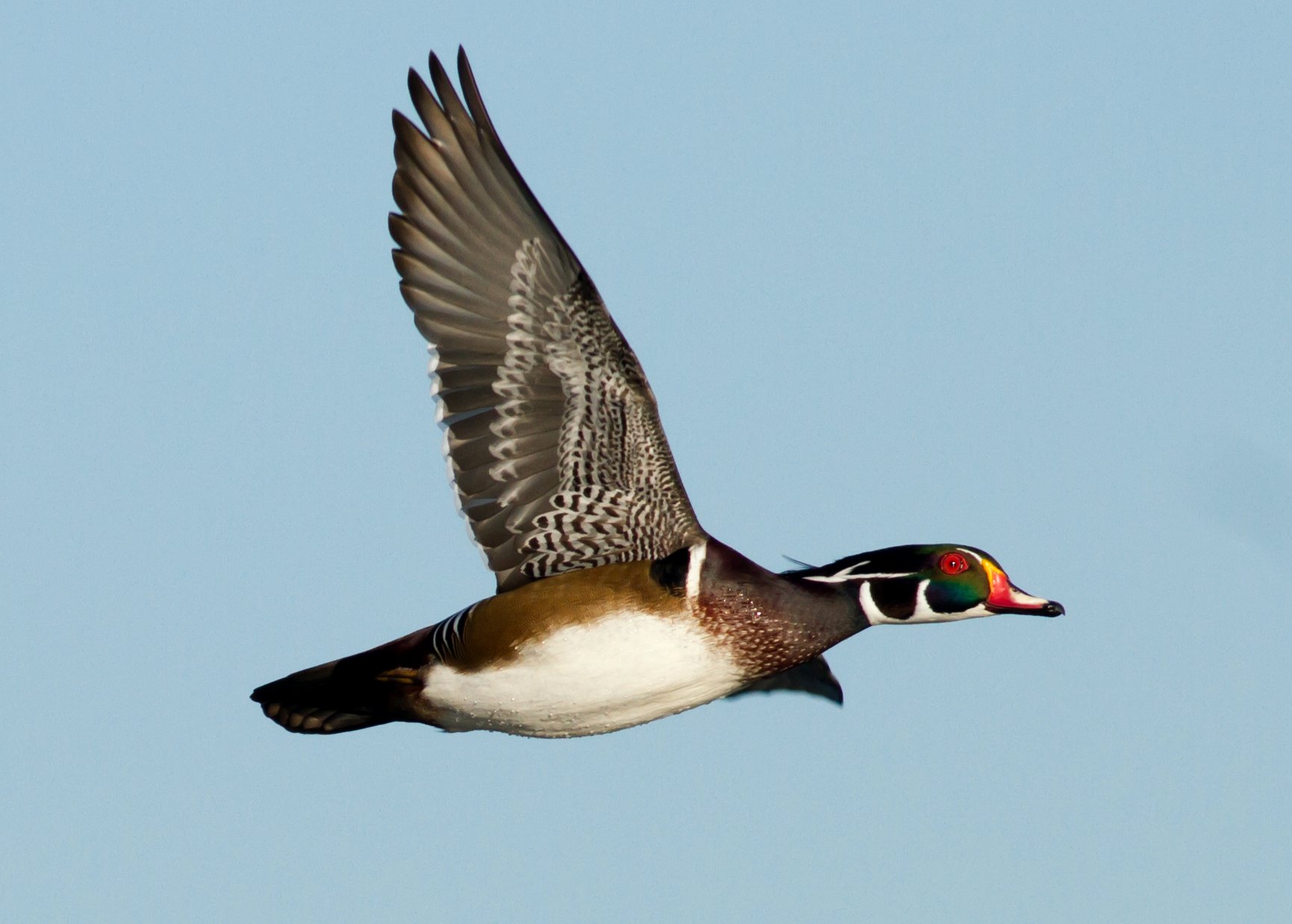 wood, Duck, Bird, Ducks,  10 Wallpaper