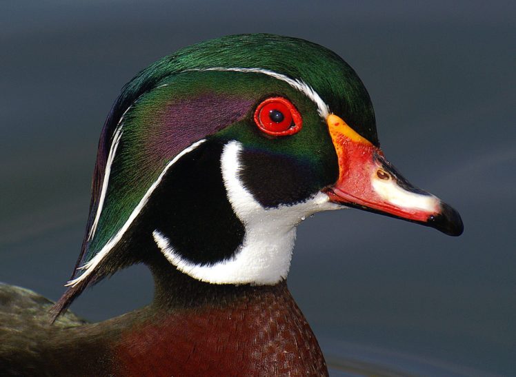 wood, Duck, Bird, Ducks,  6 HD Wallpaper Desktop Background