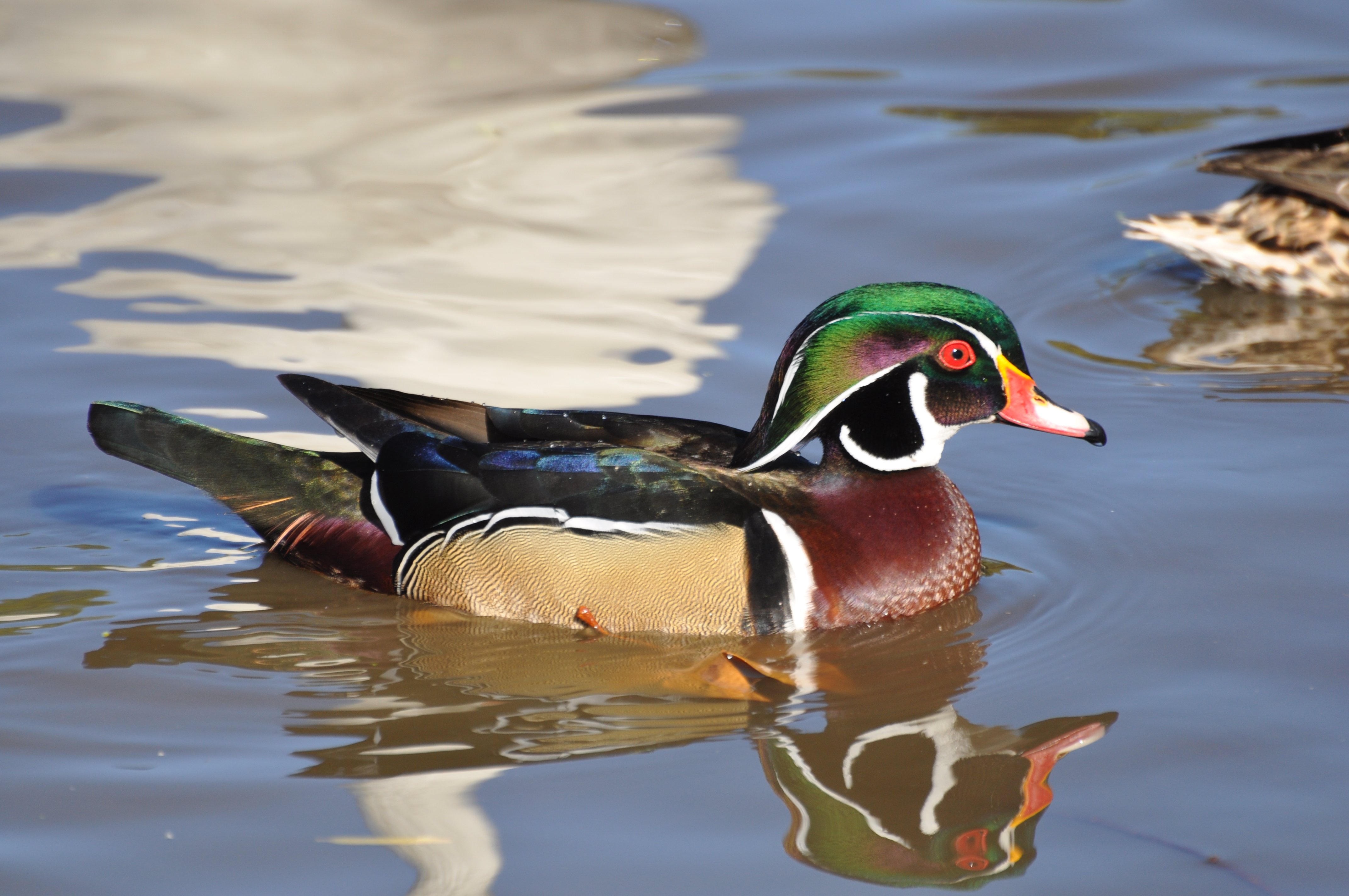 wood, Duck, Bird, Ducks,  4 Wallpaper