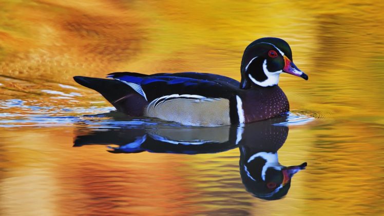 wood, Duck, Bird, Ducks,  19 HD Wallpaper Desktop Background