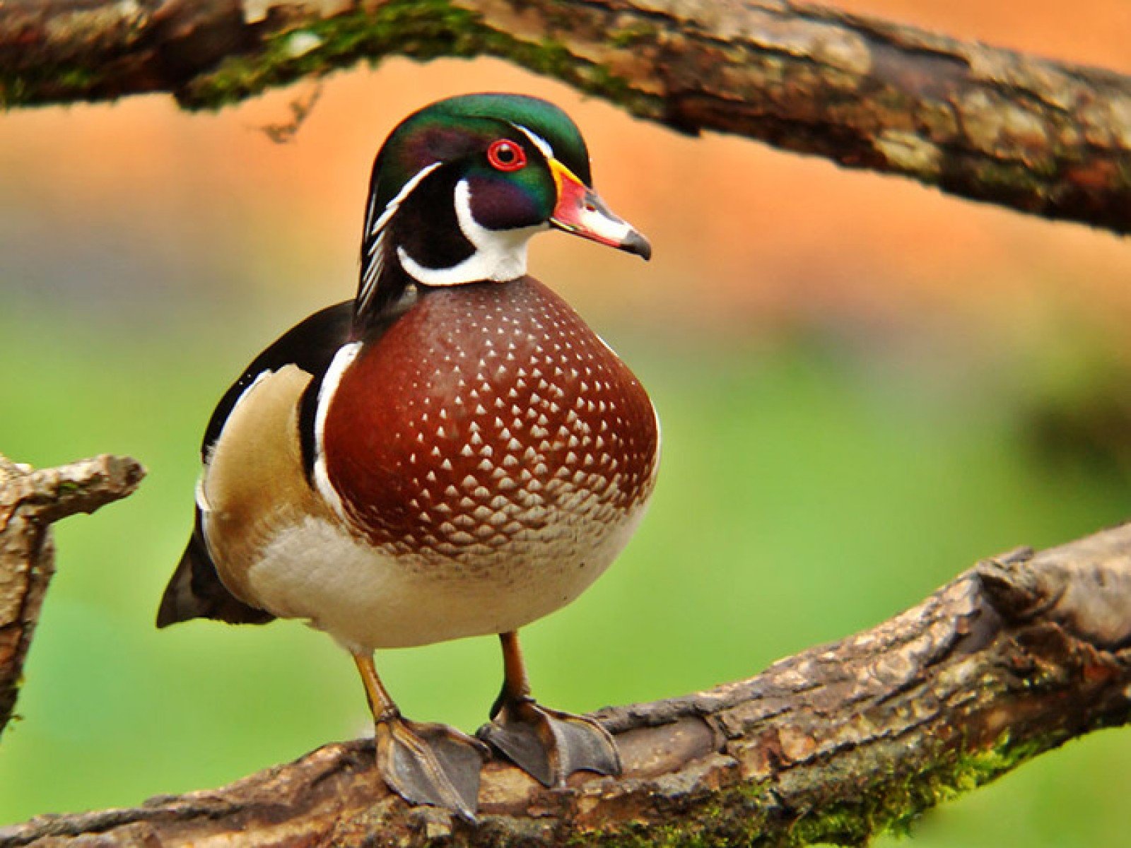 wood, Duck, Bird, Ducks,  20 Wallpaper