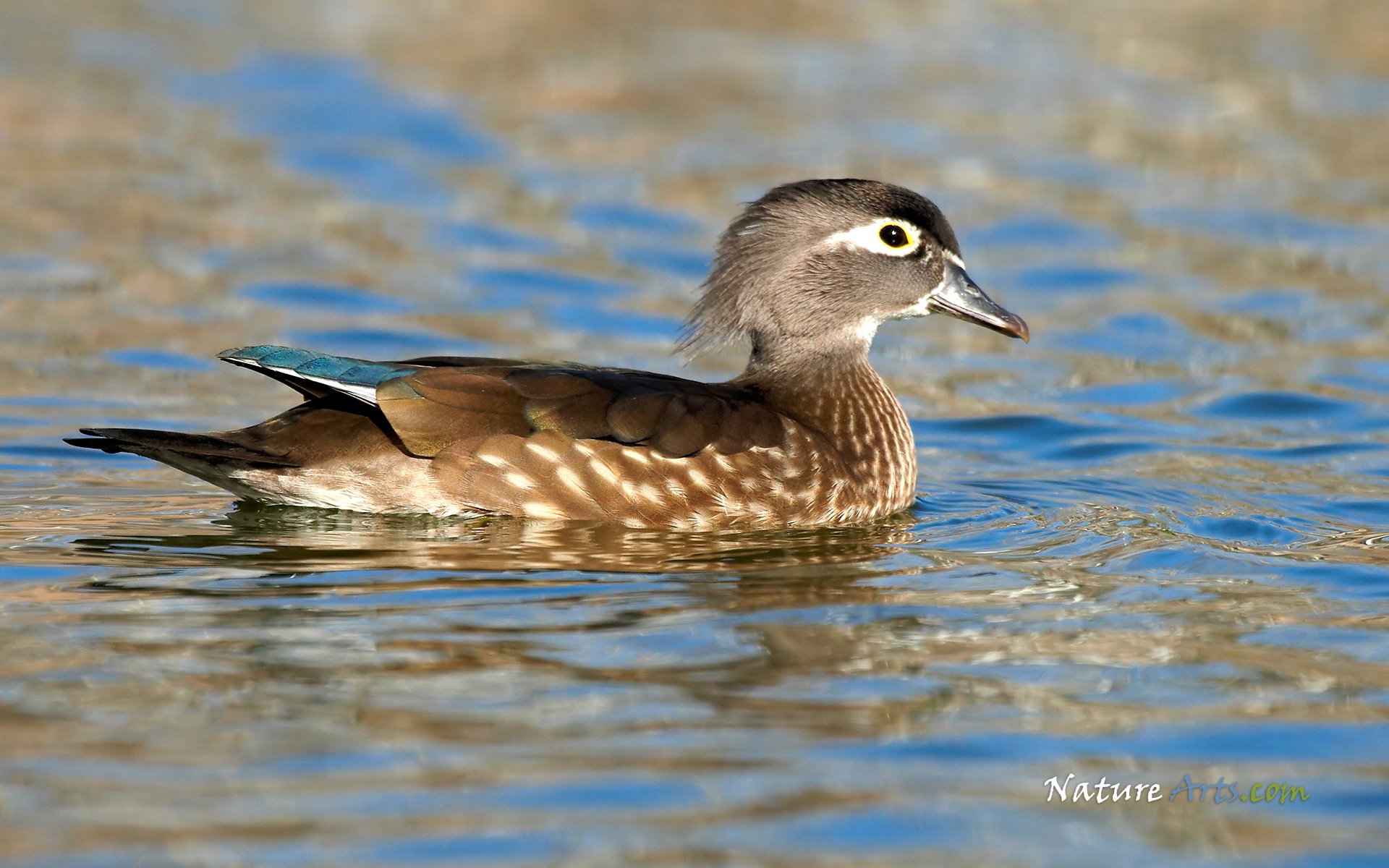 wood, Duck, Bird, Ducks,  17 Wallpaper