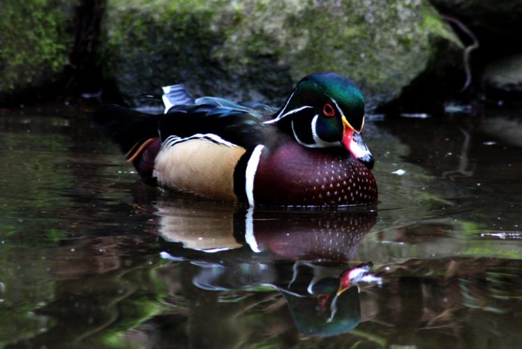 wood, Duck, Bird, Ducks,  33 HD Wallpaper Desktop Background