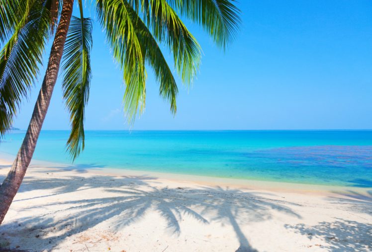 beach, Reflection, Landscape, Palm, Tree, Sea HD Wallpaper Desktop Background