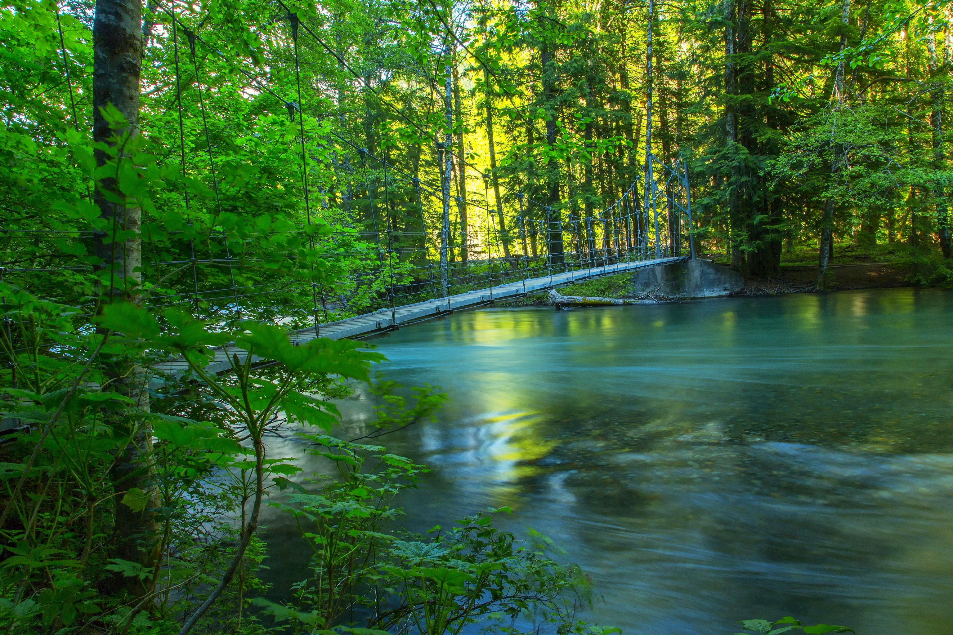 forest, Nature, Photo, Summer, Bridge, River Wallpaper