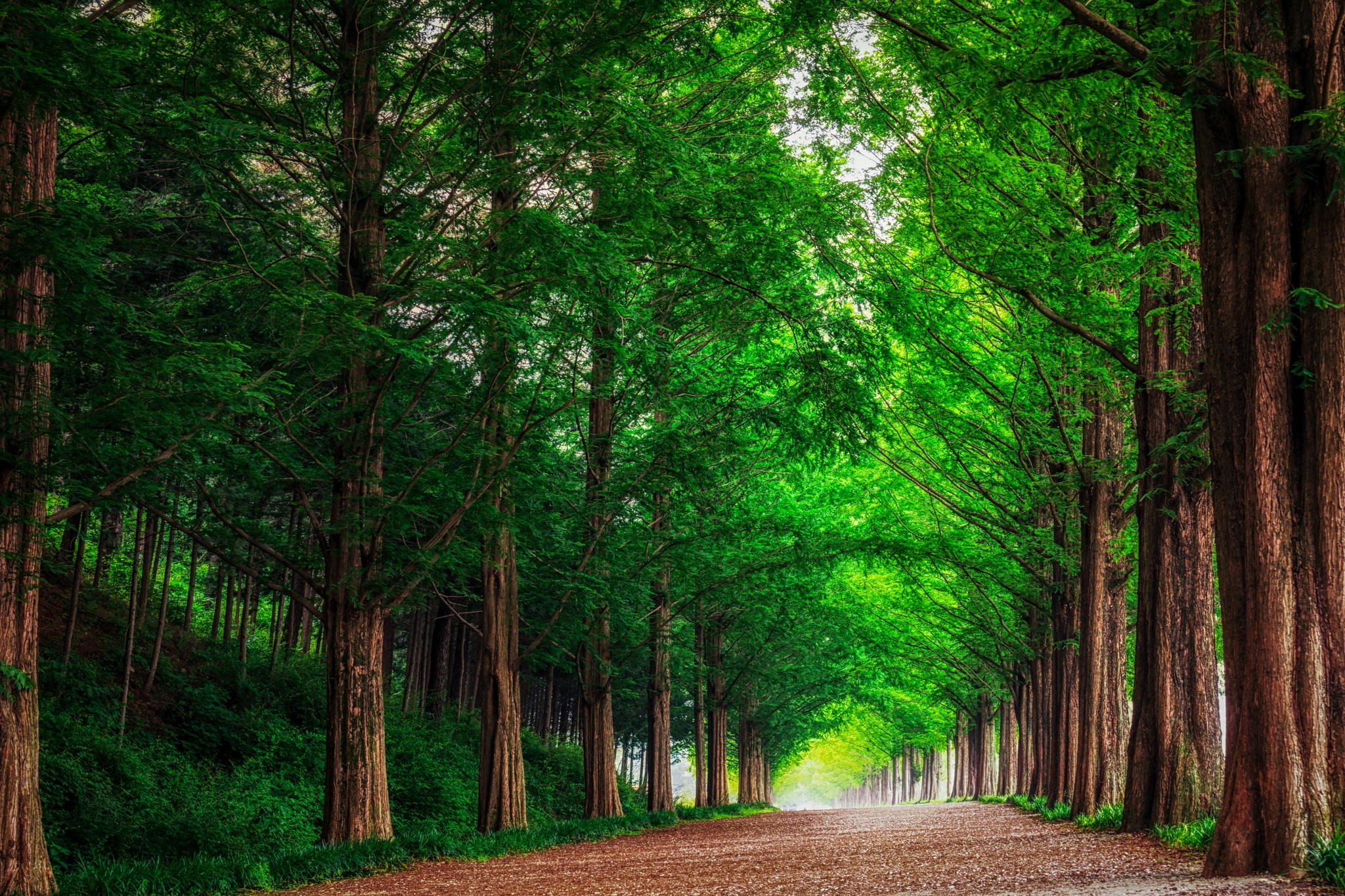 landscape, Nature, Forest, Trees, Metasekvoya, Road, Alley, South ...