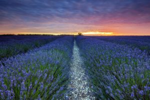 sunset, Lavender, Landscape, Field