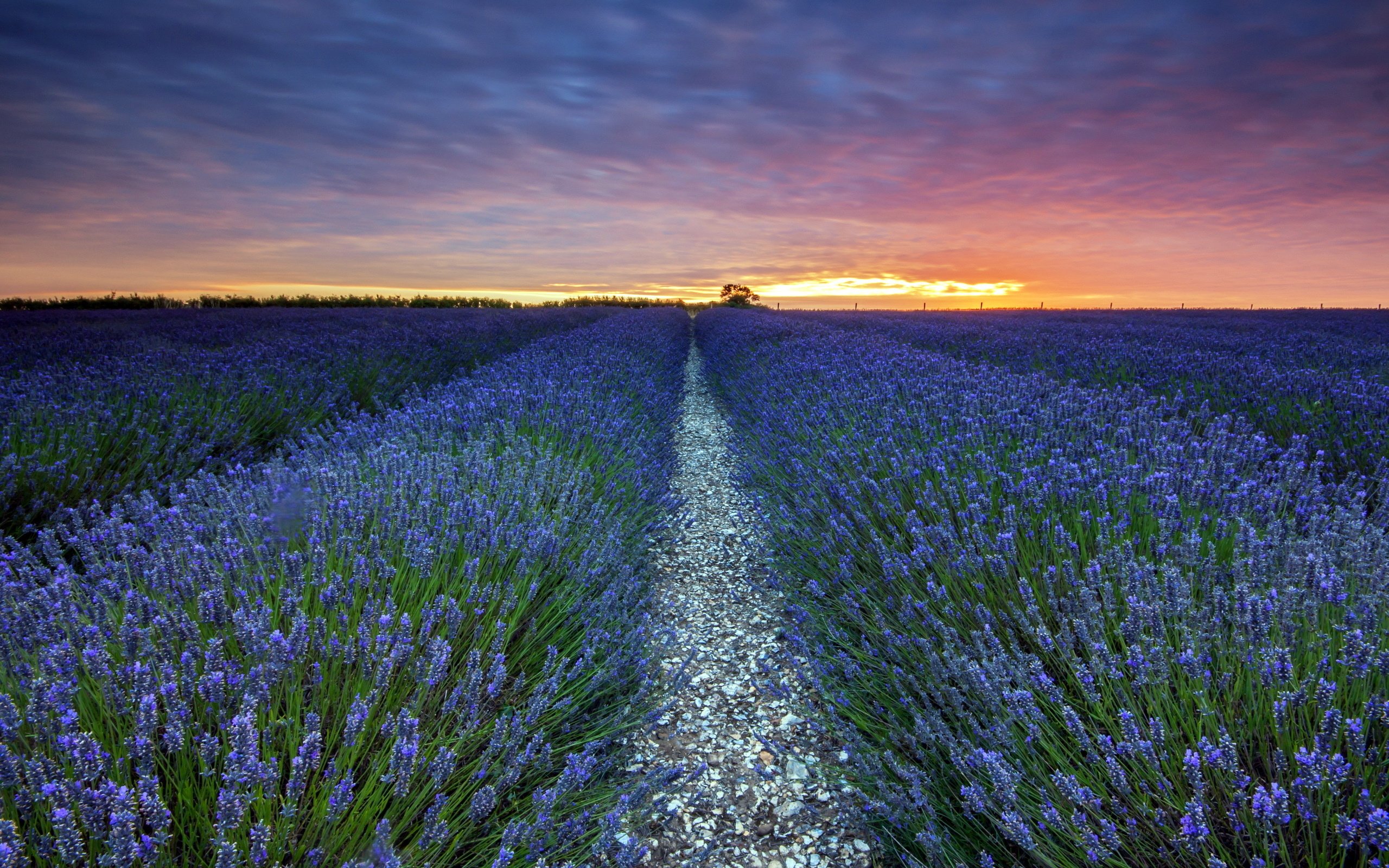 sunset, Lavender, Landscape, Field Wallpaper