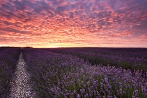 field, Sunset, Lavender, Landscape