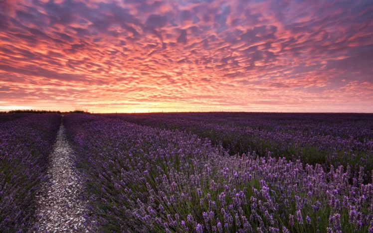 field, Sunset, Lavender, Landscape HD Wallpaper Desktop Background