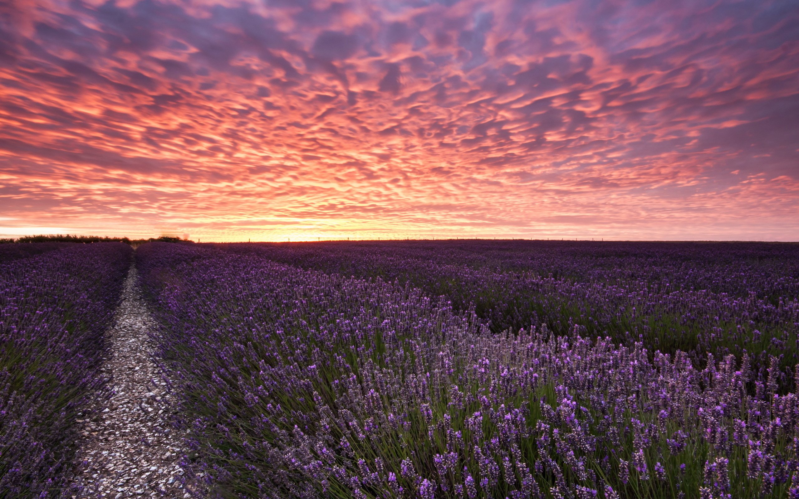 field, Sunset, Lavender, Landscape Wallpaper