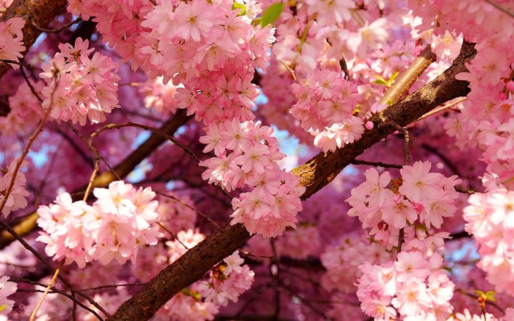 blooming, Pink, Flowers HD Wallpaper Desktop Background