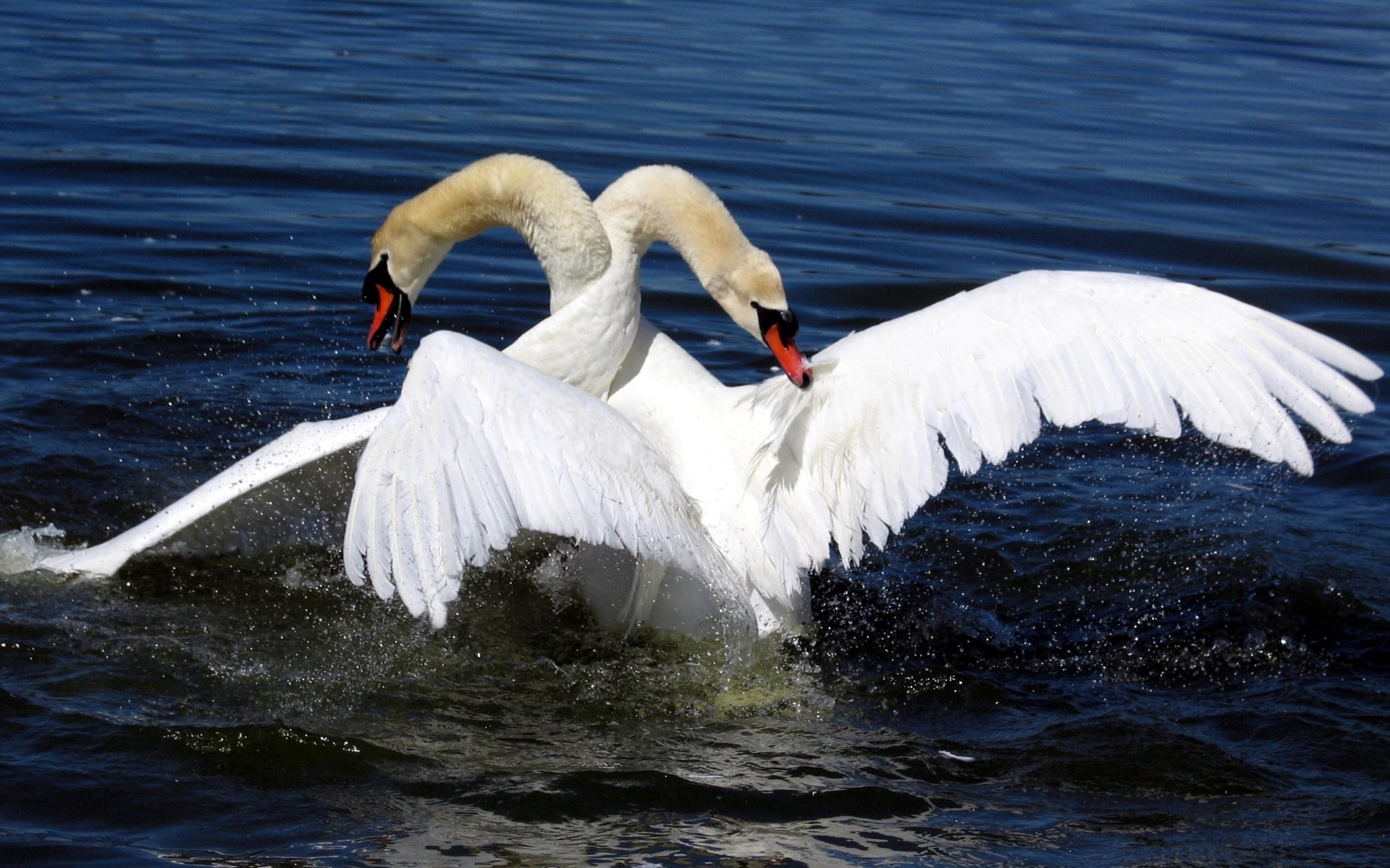 swan Wallpaper