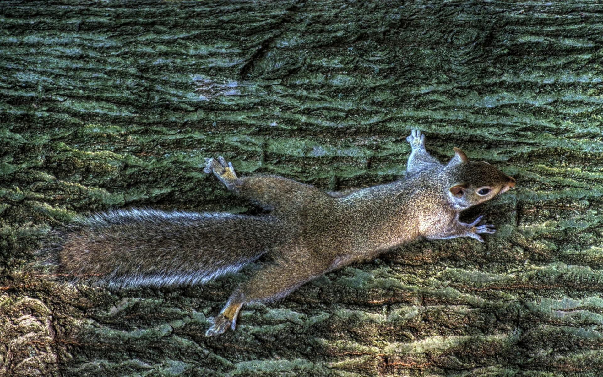 squirrel Wallpaper