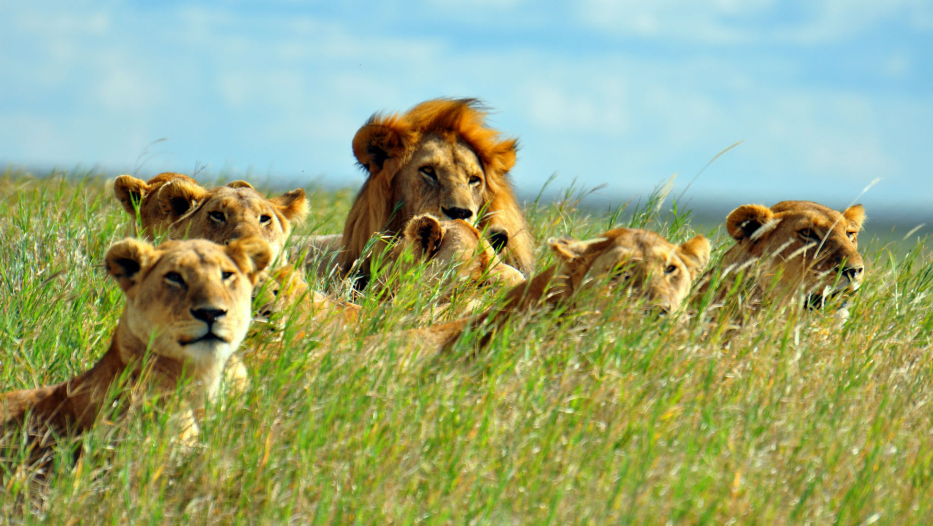 lion Wallpaper