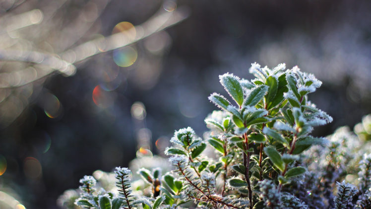 , 1, Frost, Plants, Cold, Winter, Autumn, Fall HD Wallpaper Desktop Background