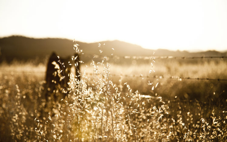 grass, Landscapes, Sunset, Sunrise, Sunlight, Fence, Rustic HD Wallpaper Desktop Background