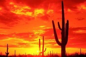 landscapes, Sunset, Sunrise, Sky, Clouds, Sun, Cactus