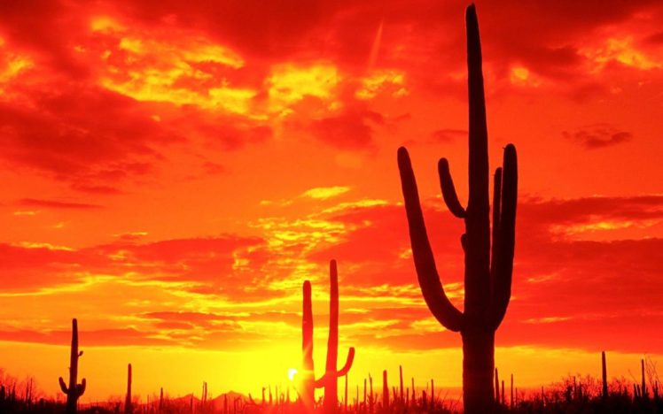 landscapes, Sunset, Sunrise, Sky, Clouds, Sun, Cactus HD Wallpaper Desktop Background