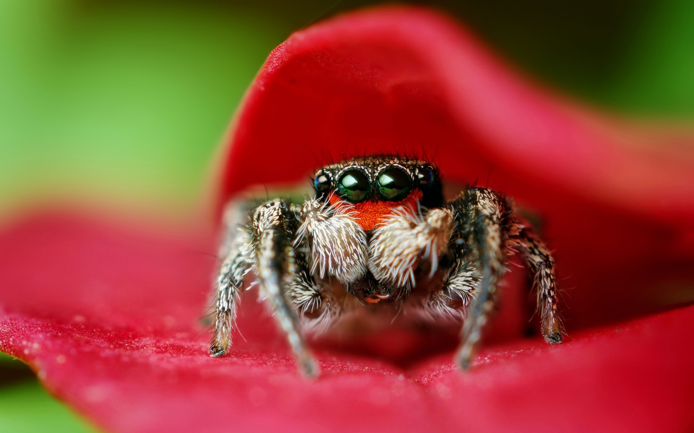 macro, Spider Wallpaper