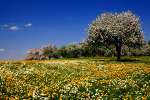 flowers, Meadow, Fields, Trees, Summer, Sky, Blossoms