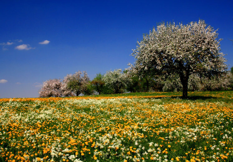 flowers, Meadow, Fields, Trees, Summer, Sky, Blossoms HD Wallpaper Desktop Background