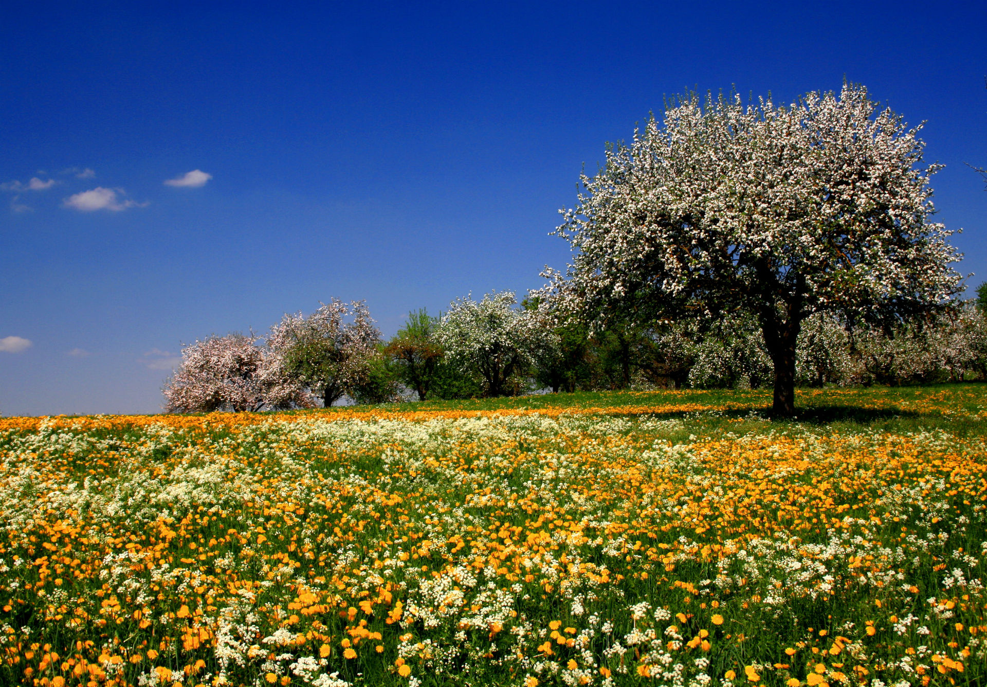 flowers, Meadow, Fields, Trees, Summer, Sky, Blossoms Wallpaper